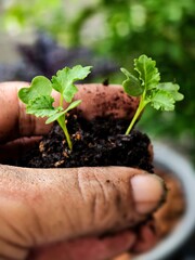 young plant in hand