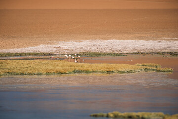 The peaceful desert wetlands of the Quebrada de Quepiaco River are teeming with greenish grass and stunning azure ponds that draw a variety of bird species, including flamingos.