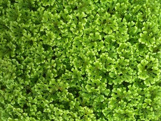 A detailed close-up of vibrant green moss, showcasing its rich texture and natural patterns. Ideal for nature backgrounds, eco-friendly designs, and environmental projects.