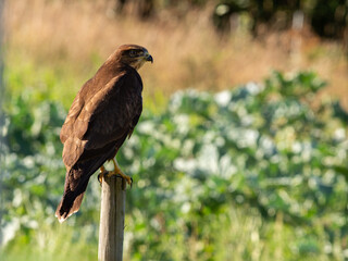 Common buzzard perched on a wooden pole with blurred background