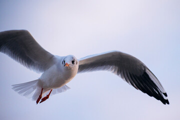Black-headed gull flying. Sunset seagull 