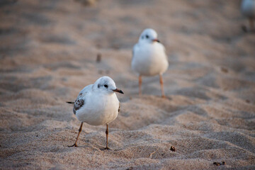 Black-headed gulls standing at the beach. Sunset seagulls