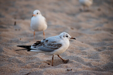 Black-headed gulls standing at the beach. Sunset seagulls