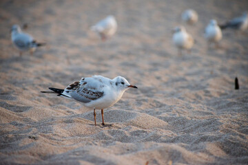 Black-headed gull standing at the beach. Sunset seagull 