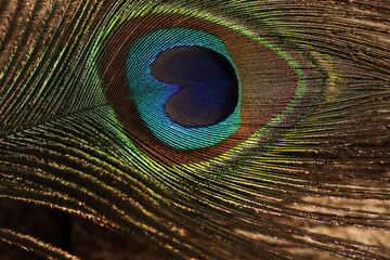 Obraz premium Peacock feather closeup. Selective focus.