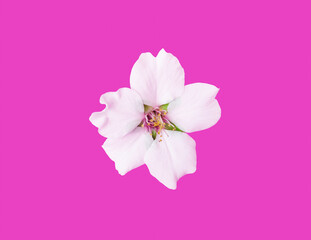 White flowers of the apple tree on a pink background