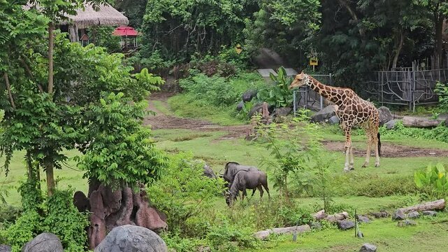 Wild Animals Grazing On Green Lush Natural Habitat At Bali Safari and Marine Park In Bali, Indonesia. Static Shot