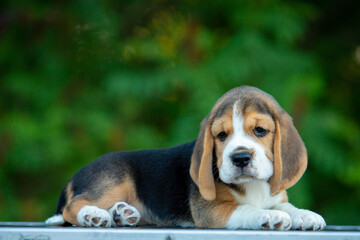 beagle puppy on green background