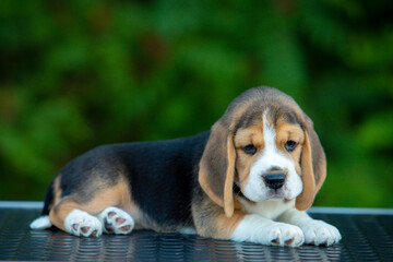 beagle puppy on green background
