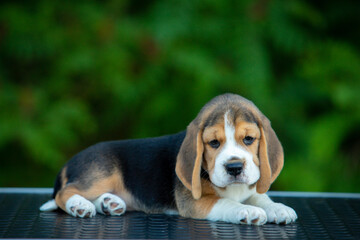 beagle puppy on green background