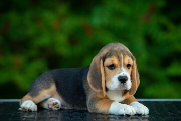 beagle puppy on green background