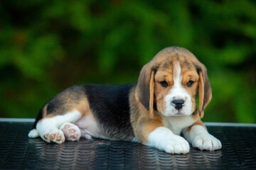 beagle puppy on green background