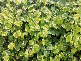 A vibrant close-up of green vine leaves covering a wall, creating a natural and organic texture. Perfect for eco-friendly designs, nature backgrounds, or environmental projects.