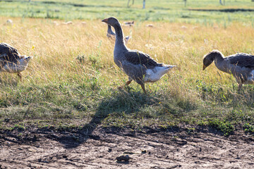 Domestic gray geese on a meadow. Gray Geese in the grass, domestic bird, flock of geese