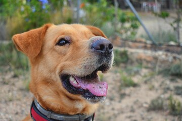large tan dog waiting for orders from his trainer