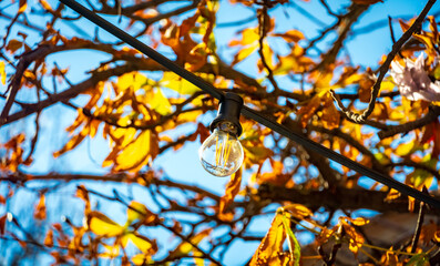 Photo of a light bulb outdoors in autumn