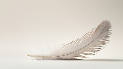 Obraz premium Single Feather on a Light Background