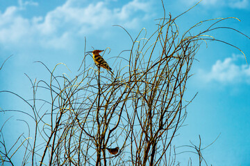 Птичка невеличка