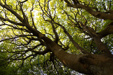 Looking up into a tree canopy