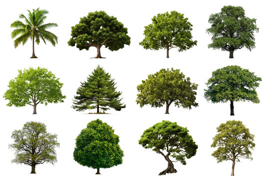 Green tree elements png cut out set