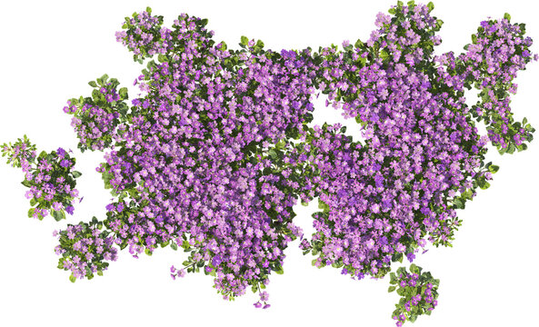 rrimula tenella hq arch viz cutout plants flowering violet