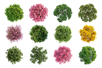 PNG tree top view, transparent background