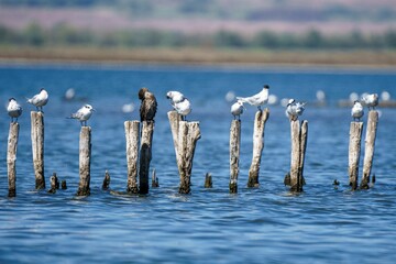 Seagulls perched on wooden posts in a serene lake.
