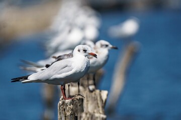 Seagull perched on a wooden post with a blue water background.