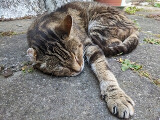 Kater mit Tatze vorn - Copyspace - Cat with paw in front