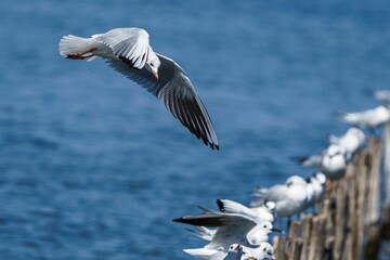 Seagull in mid-flight over water with perched seagulls.