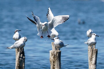 Seagulls perched and in flight over blue sea.