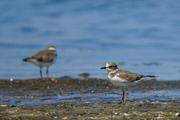 Shorebirds on a Rocky Shoreline