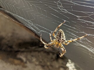 Spinne klettert am Netz - Copyspace Halloween - Spider climb the web