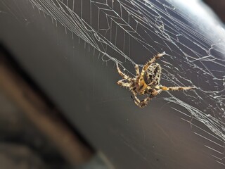Spinne Augen sichtbar - Copyspace Halloween - Spider climb the web