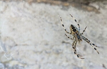 Gartenkreuzspinne im Netz - spider in the web - Copyspace - Platz für Ihre Ideen