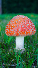 A captivating shot of wild mushrooms thriving in their natural habitat on the forest floor. Surrounded by rich green moss and soft forest light, the image evokes the peaceful essence of the woodland.
