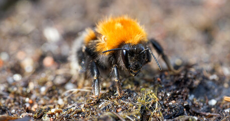A detailed macro shot of a bumblebee resting on a vibrant flower, showcasing its fuzzy body and delicate wings. The image highlights the intricate beauty of nature and pollination, making it perfect 