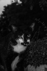 black and white cat portrait