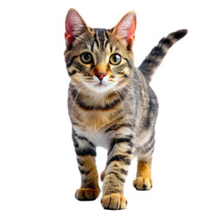 Obraz premium British cat isolated on white