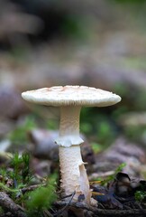 mushroom in the forest