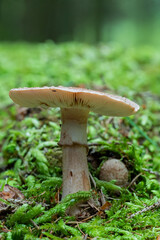mushroom in the forest