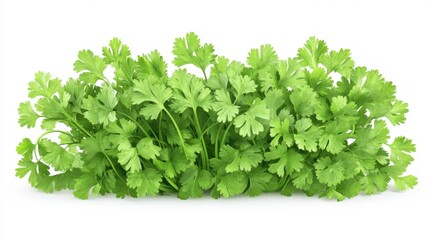 Fototapeta premium Coriander clipart, element, 3D illustration, realistic, isolated on white background