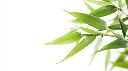 Green bamboo leaves isolated white