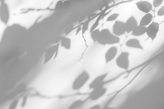 PNG  Soft shadow leaves pattern