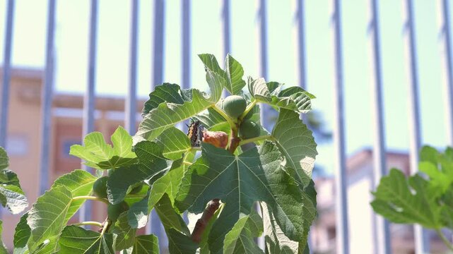 Fig tree with figs almost ripe, ready for harvest. The fruit is changing color and nearing the perfect time for picking.