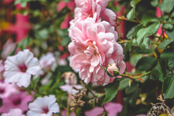 Fototapeta premium blooming rose in the summer garden 