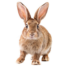 Obraz premium Rabbit isolated on white background
