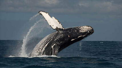Whale closeup of blowhole and dark skin with plain background