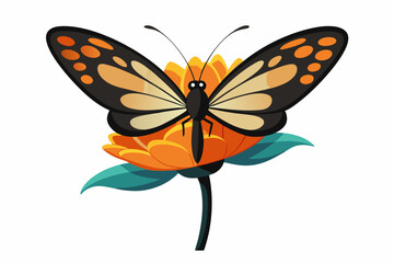 butterfly isolated on vector illustration in white background