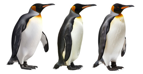 Fototapeta premium Pack of Penguin Set isolated against a transparent background